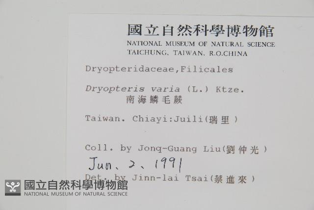 南海鱗毛蕨藏品圖，第2張