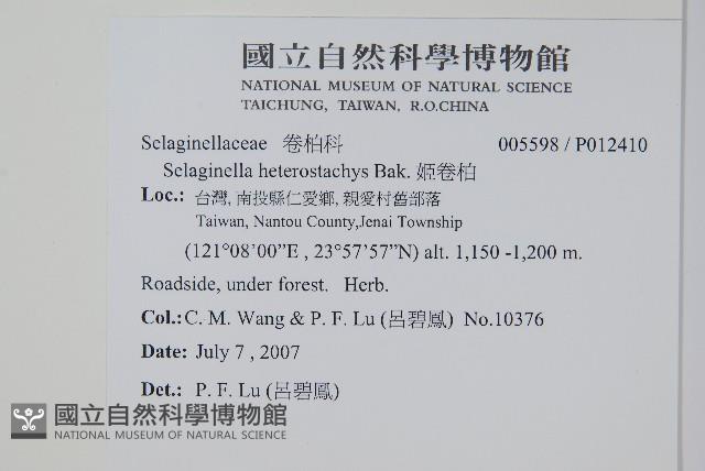 姬卷柏藏品圖，第2張