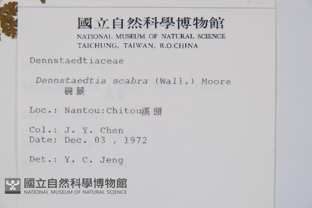 碗蕨藏品圖，第2張