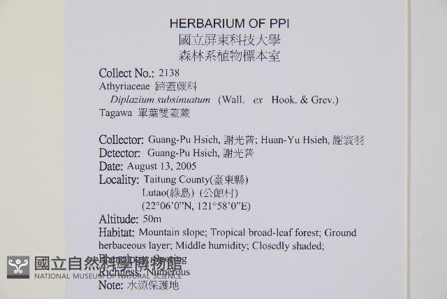 單葉雙蓋蕨藏品圖，第2張