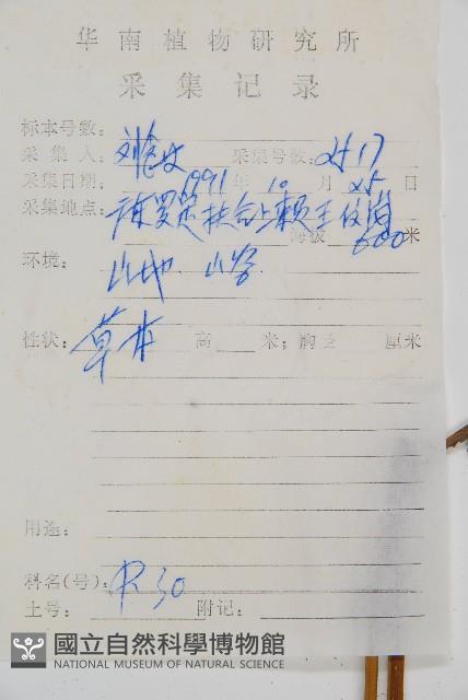 隱脈細柄雙蓋蕨藏品圖，第2張