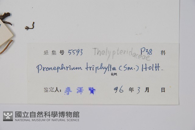 新月蕨藏品圖，第2張