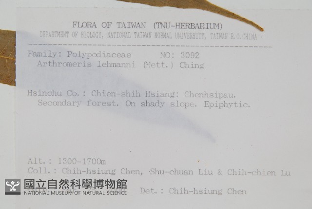 肢節蕨藏品圖，第2張