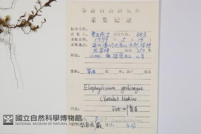 舌蕨藏品圖，第2張