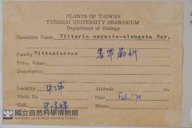 姬書帶蕨藏品圖，第2張