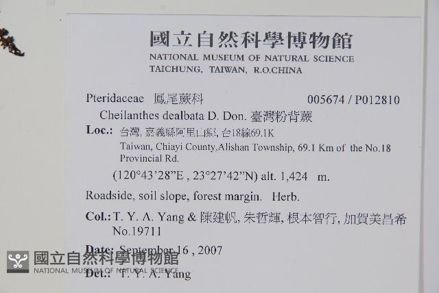 臺灣粉背蕨藏品圖，第2張