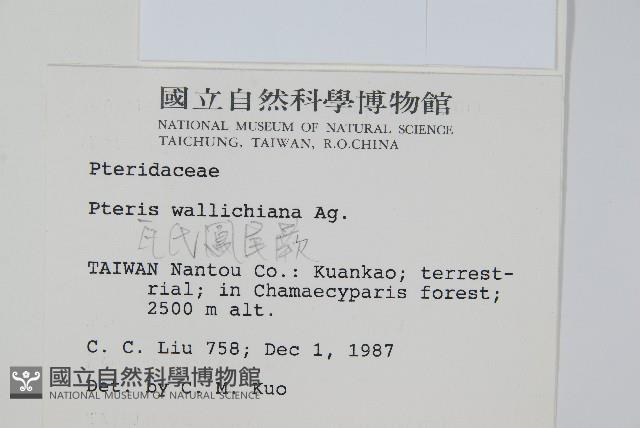 瓦氏鳳尾蕨藏品圖，第2張