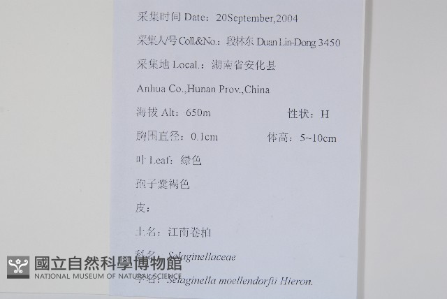 江南卷柏藏品圖，第2張
