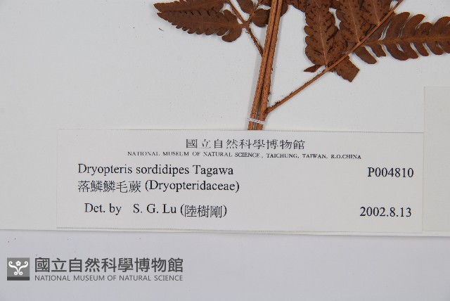 落鱗鱗毛蕨藏品圖，第2張