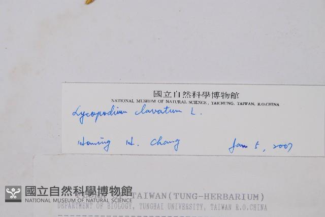 石松藏品圖，第2張