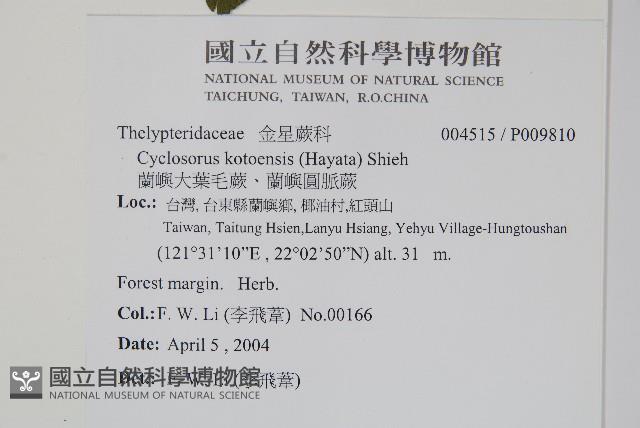 蘭嶼大葉毛蕨、蘭嶼圓脈蕨藏品圖，第2張