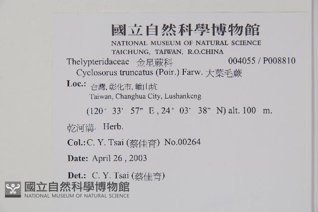 大葉毛蕨藏品圖，第2張