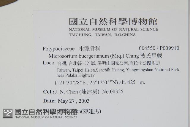 波氏星蕨藏品圖，第2張
