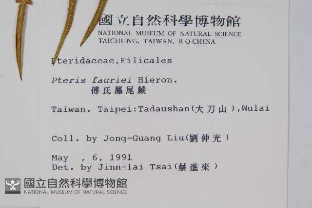 傅氏鳳尾蕨藏品圖，第2張