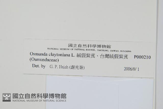 絨假紫萁、台灣絨假紫萁藏品圖，第2張