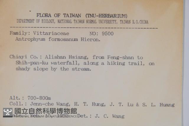 臺灣車前蕨藏品圖，第2張