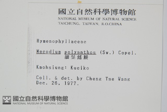 細葉蕗蕨藏品圖，第2張