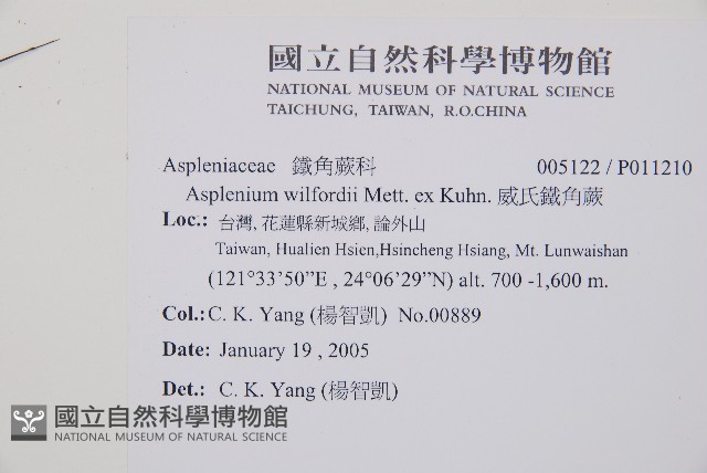 威氏鐵角蕨藏品圖，第2張
