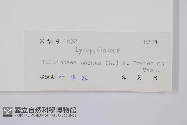 燈龍草藏品圖，第2張