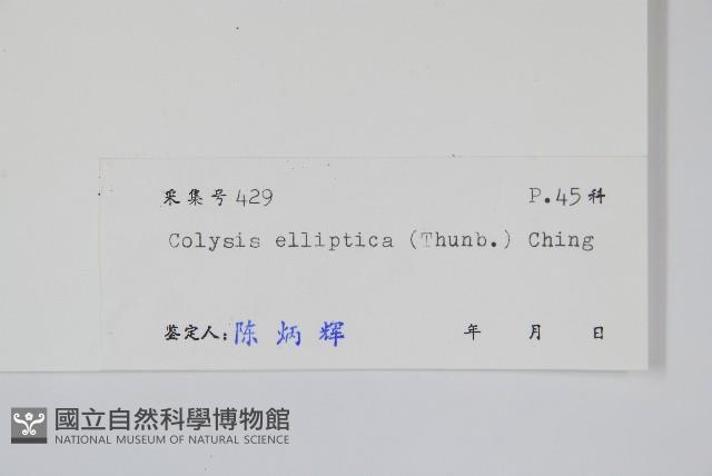 橢圓線蕨藏品圖，第2張