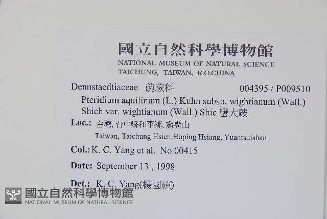 巒大蕨藏品圖，第2張