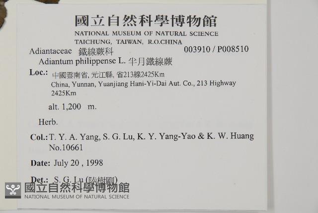 半月形鐵線蕨藏品圖，第2張