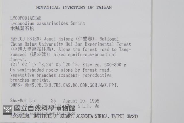 木賊葉石松藏品圖，第2張