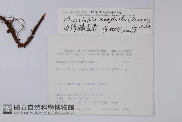 邊緣鱗蓋蕨藏品圖，第2張