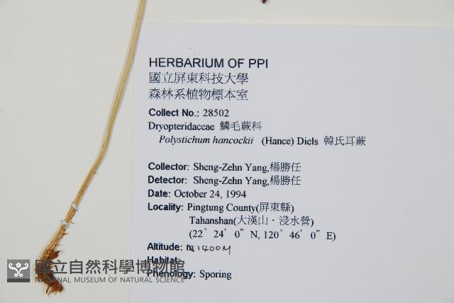 韓氏耳蕨藏品圖，第2張