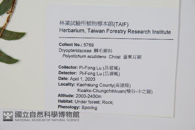 臺東耳蕨藏品圖，第2張