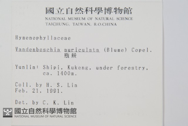 瓶蕨藏品圖，第2張