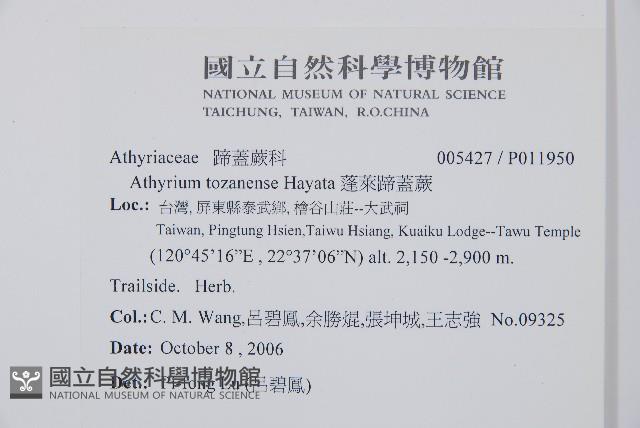 蓬萊蹄蓋蕨藏品圖，第2張