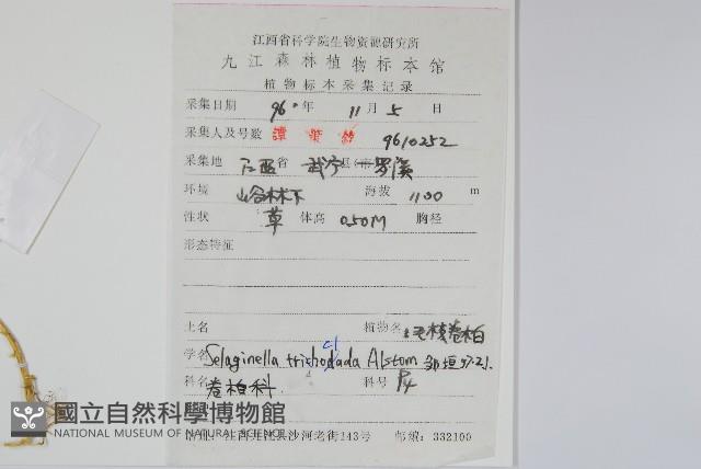 毛枝卷柏藏品圖，第2張