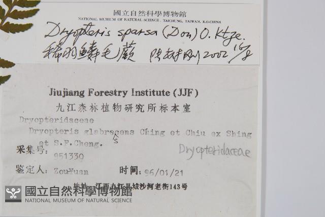 長葉鱗毛蕨藏品圖，第2張