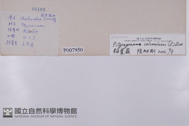 粉葉蕨藏品圖，第2張