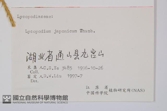 石松藏品圖，第2張