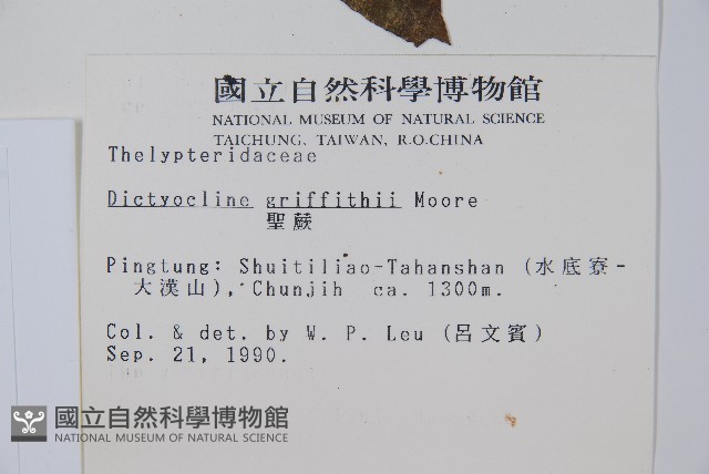 聖蕨藏品圖，第2張