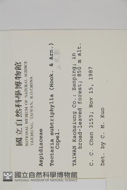 三叉蕨藏品圖，第2張