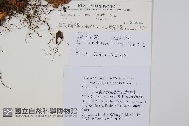 二型鱗毛蕨藏品圖，第2張