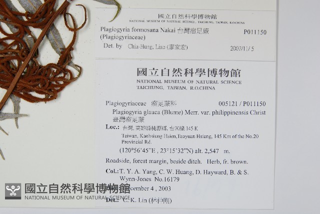 台灣瘤足蕨藏品圖，第2張