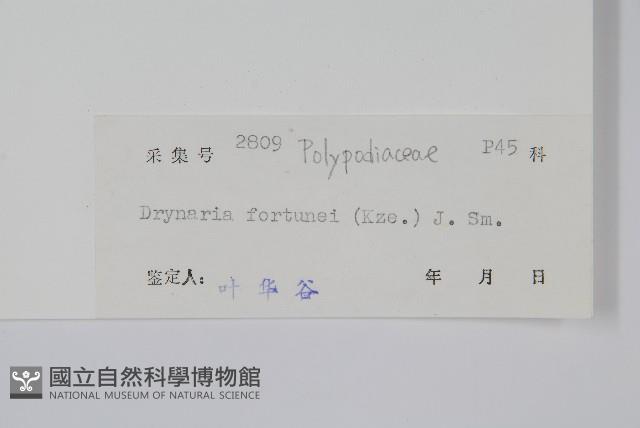 槲蕨藏品圖，第2張