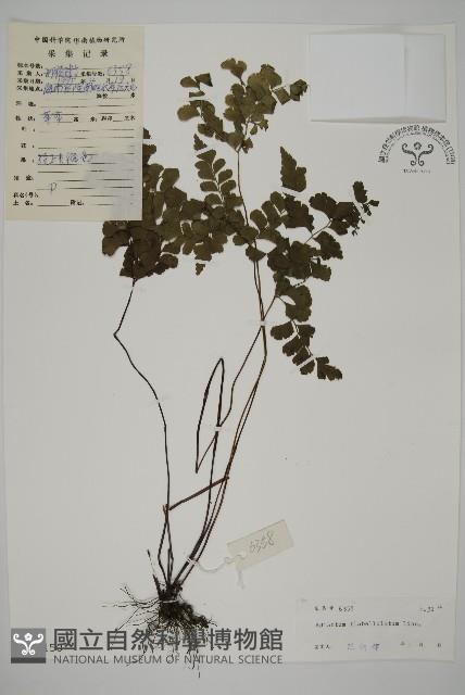 扇葉鐵線蕨藏品圖，第1張