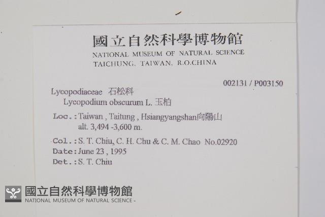 玉山石松藏品圖，第2張