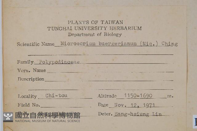 波氏星蕨藏品圖，第2張