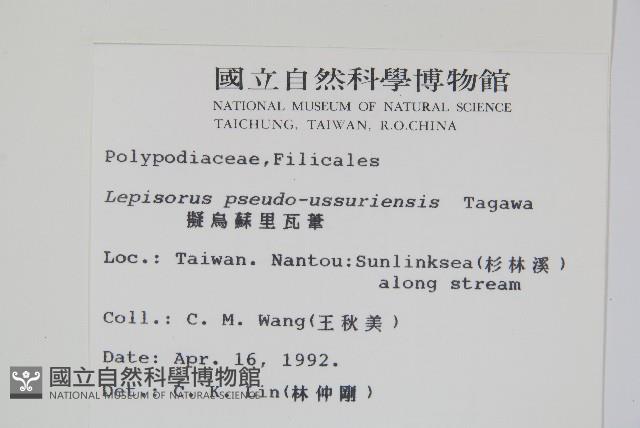 擬烏蘇里瓦葦藏品圖，第2張