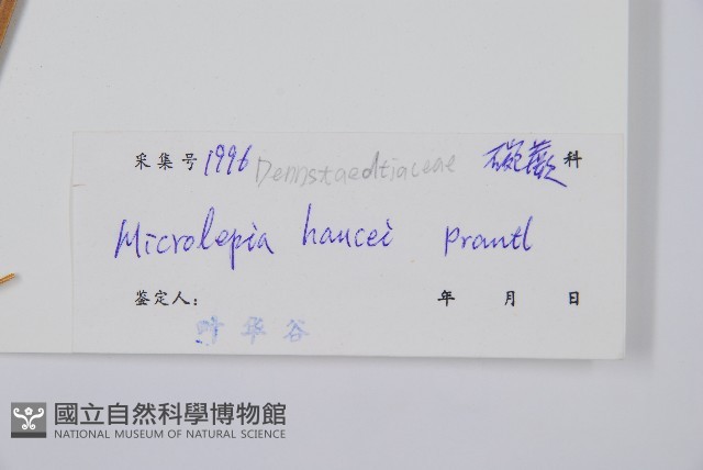 華南鱗蓋蕨藏品圖，第2張