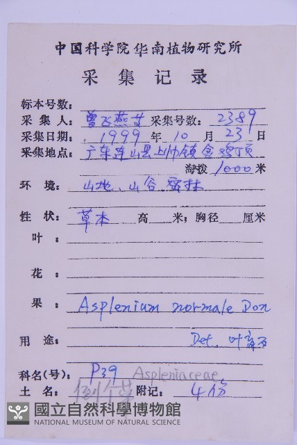 生芽鐵角蕨藏品圖，第2張