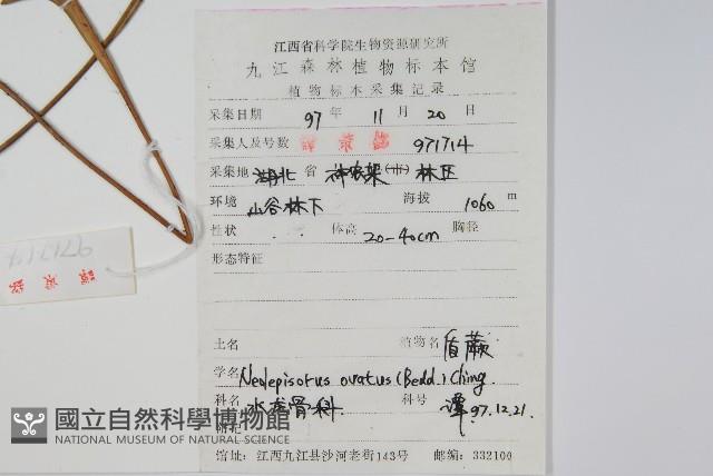 盾蕨藏品圖，第2張