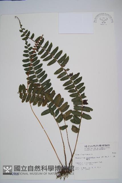 刺蕨藏品圖，第1張