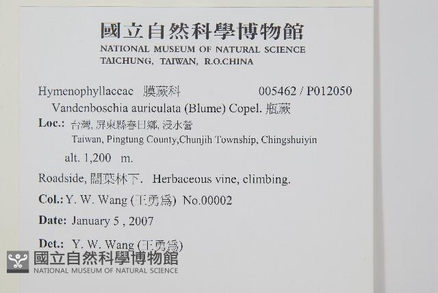 瓶蕨藏品圖，第2張